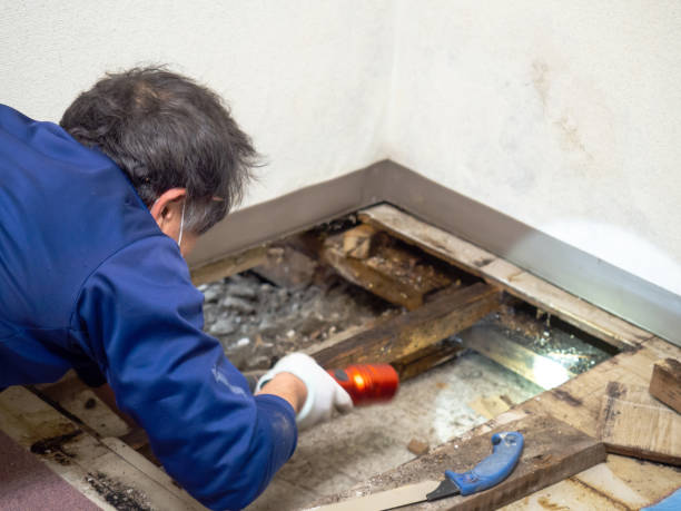 Best Mold Remediation Services  in Oconto Falls, WI