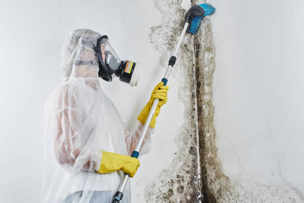 Best Mold Removal Specialists  in Oconto Falls, WI