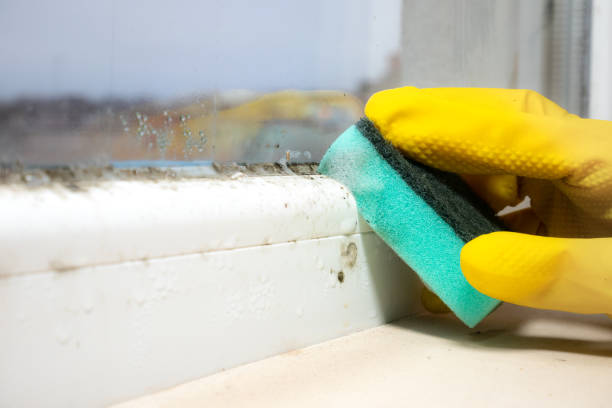 Best Toxic Mold Removal  in Oconto Falls, WI