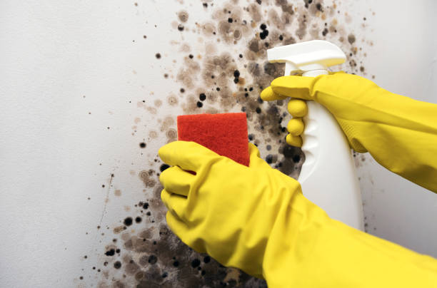 Best Local Mold Removal Service  in Oconto Falls, WI