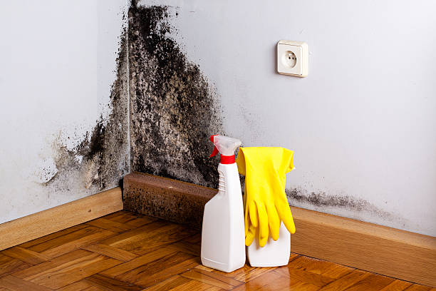 Best Professional Mold Removal  in Oconto Falls, WI