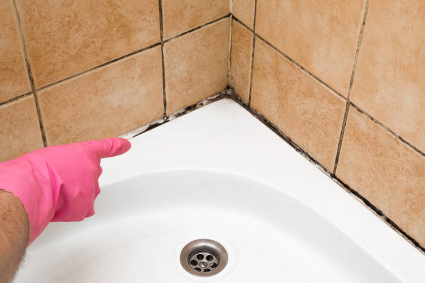 Best Mold Damage Repair  in Oconto Falls, WI