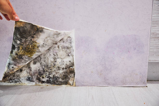 Best Mold Remediation Experts  in Oconto Falls, WI